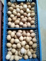 鸡蛋（一筐45斤左右）