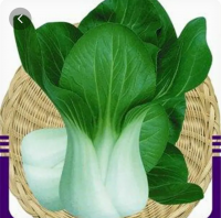 上海青（大头）