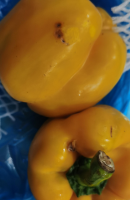 黄彩椒（尾货）