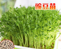 麻豌豆苗（盒约100g)