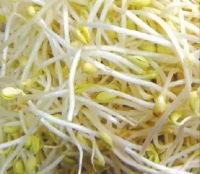 长黄豆芽（新农村）
